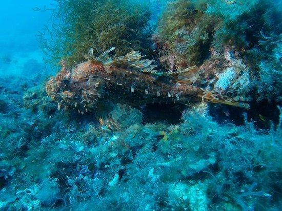 Barakuda Dive Team